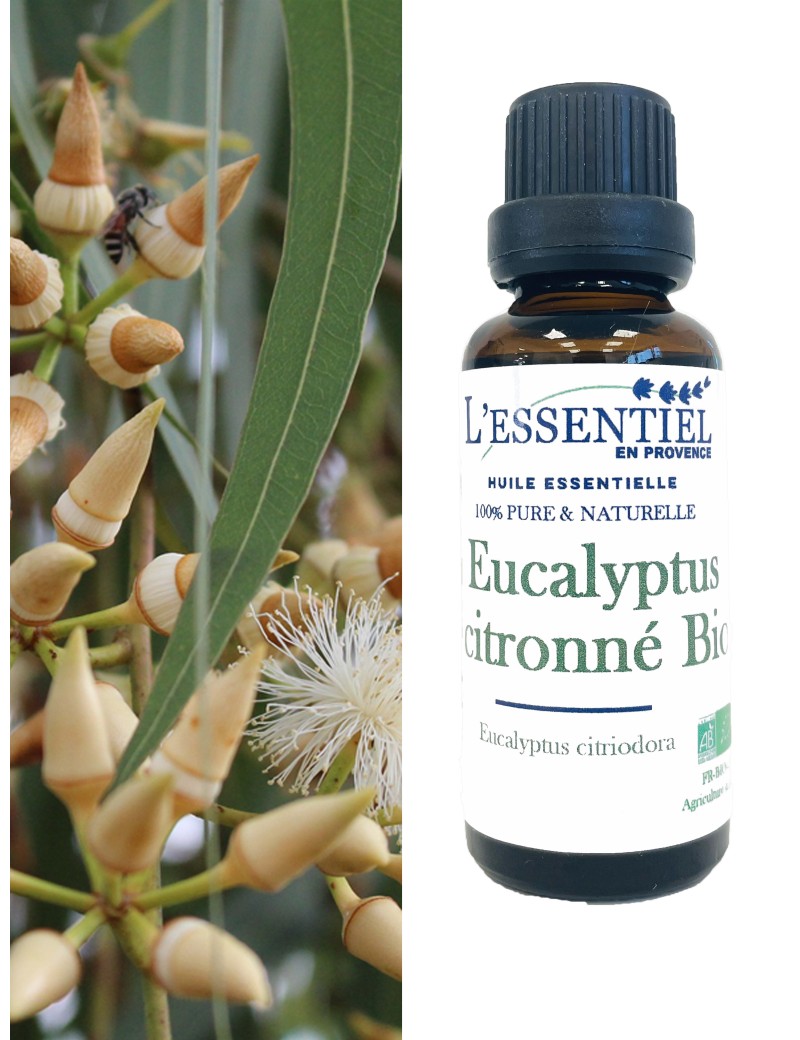 Huile essentielle d'Eucalyptus Citronné : propriétés et utilisations