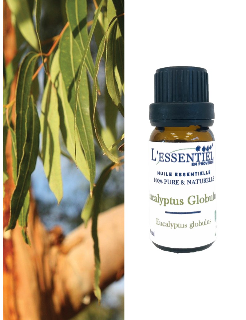 Huile Essentielle d'Eucalyptus Globulus Bio