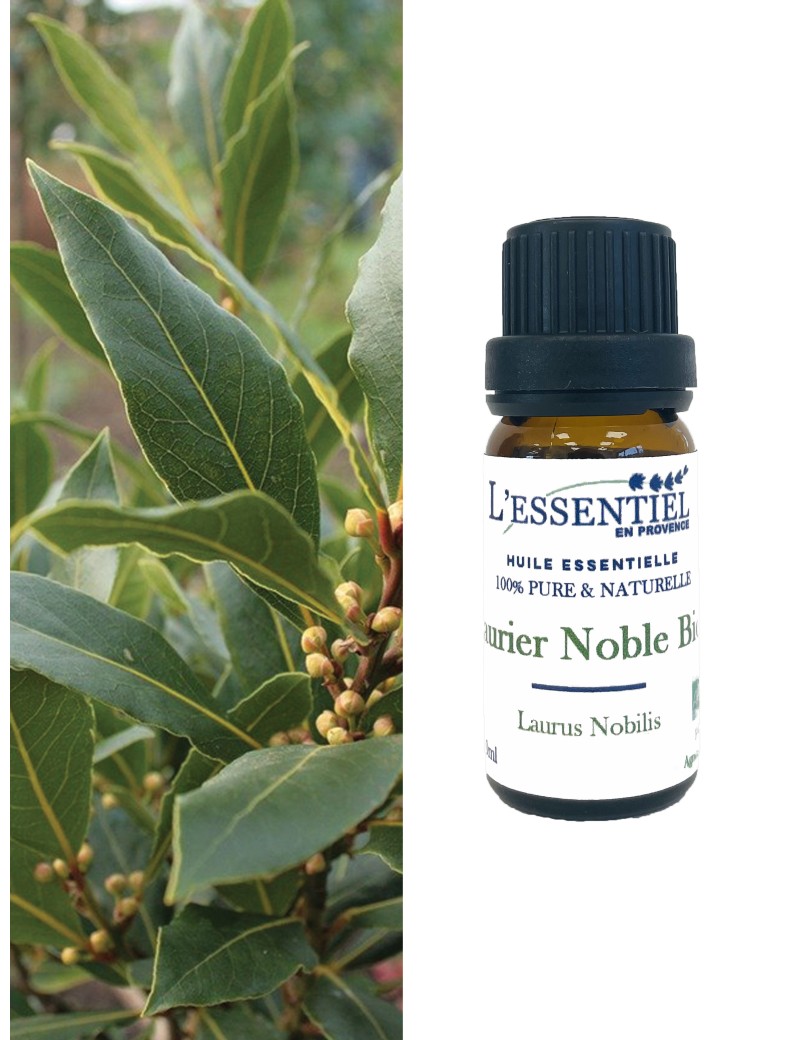 Huile essentielle bio de Laurier noble (Laurus nobilis)